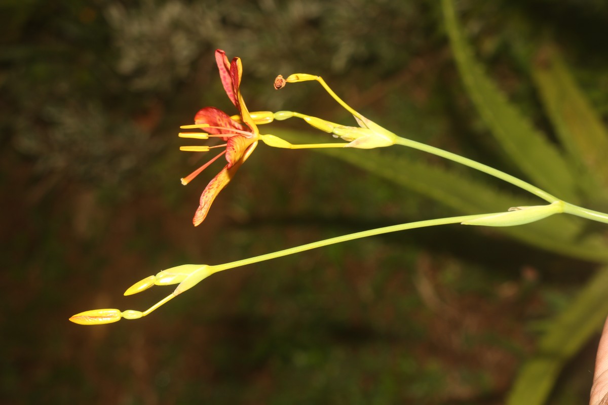 Iris domestica (L.) Goldblatt & Mabb.